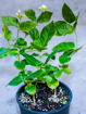 Picture of Indian Jasmine