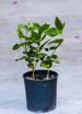 Picture of Indian Jasmine