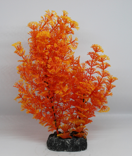 Picture of Aquatic plant 502