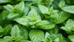 Picture of Mint