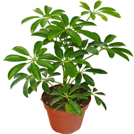 Picture of شفليرا