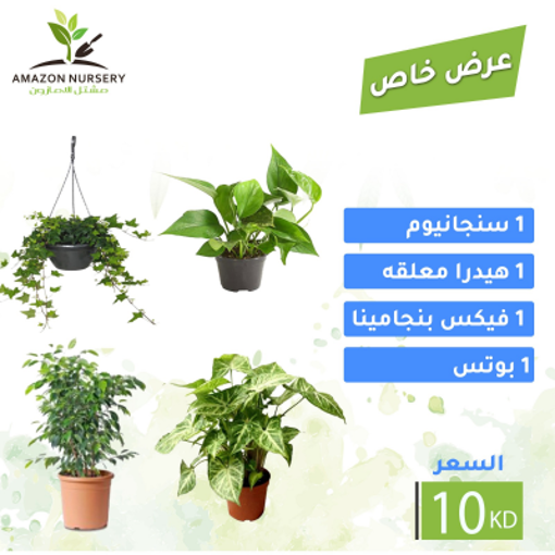 Picture of عرض 7