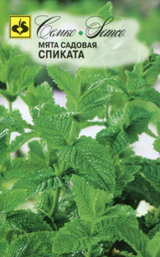 Picture of Peppermint seeds