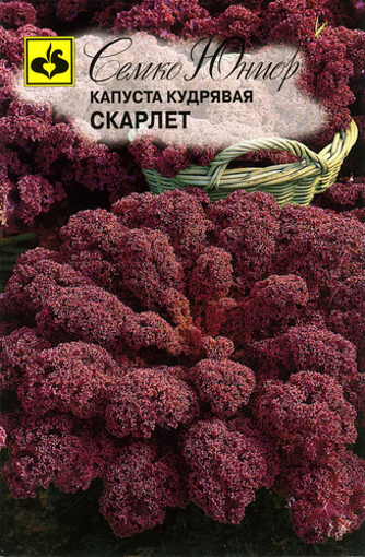 Picture of Purple Kiel Seeds