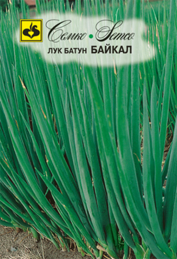 Picture of Green onion seeds 2