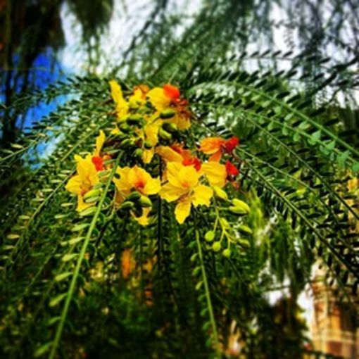 Picture of Parksonia