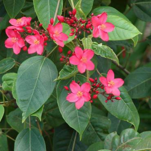 Picture of Jatropha