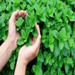 Picture of Mint