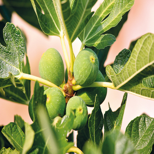 Picture of FIG tree