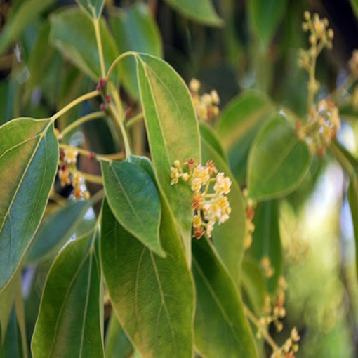 Picture of camphor