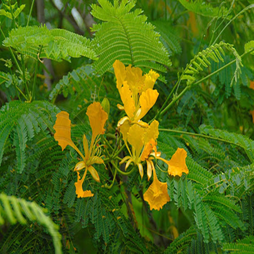 Picture of Poinciana tree