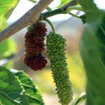 Picture of American berries