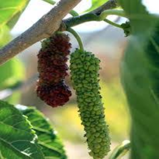 Picture of American berries
