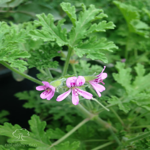 Picture of The fragrance