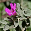 Picture of Lyophilium