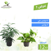 Picture of عرض 1