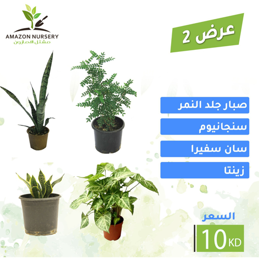صورة عرض 2
