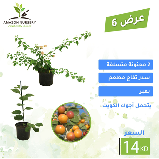 صورة عرض 6