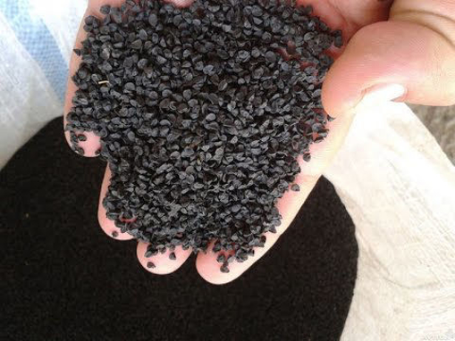 صورة seed-11 بذور بصل اخضر