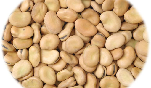 صورة SEED-14 فول اخضر باجيلا
