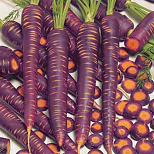 Picture of SEED-19 جزر احمر امريكي