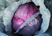 Picture of seed-32 ملفوف احمر