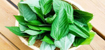 Picture of seed-38 بذور الملوخية