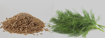 Picture of seed-41 بذور شبنت